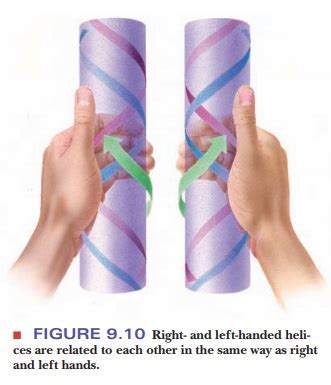 The Structure Of Dna