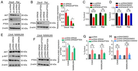 Spag6 Promotes Cell Proliferation And Inhibits Apoptosis Through The