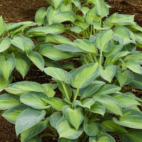 Hosta June Campbell S Nursery