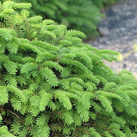 Birds Nest Spruce Indy Plants