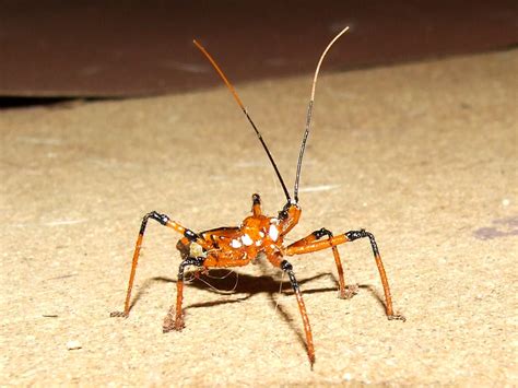 Reduviidae Harpactorinaegminatus Assassin Bug Dscf9477 Flickr