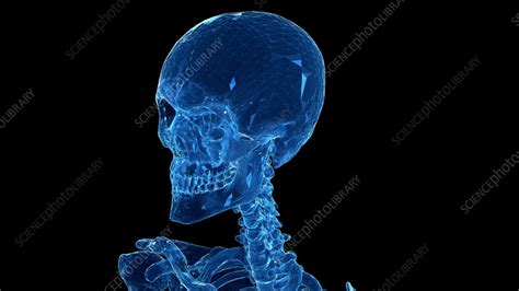 Human Skull Illustration Stock Image F0352938 Science Photo Library