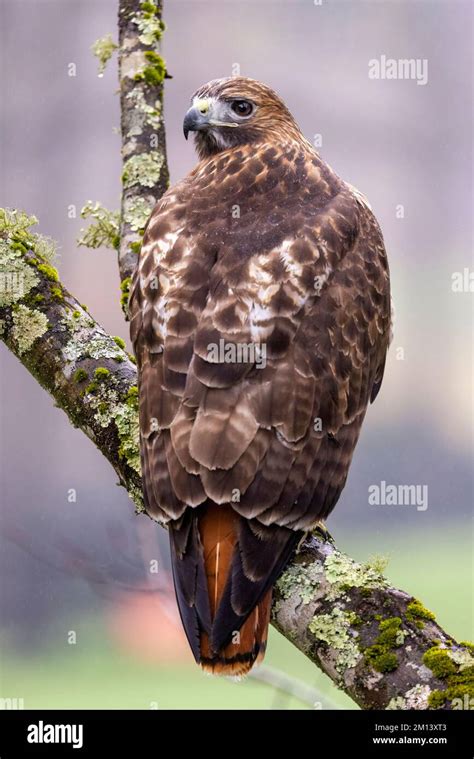 Red-tailed hawk (Buteo jamaicensis) - Brevard, North Carolina, USA ...