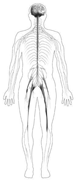 Body Showing The Entire Nervous System Media Asset Niddk