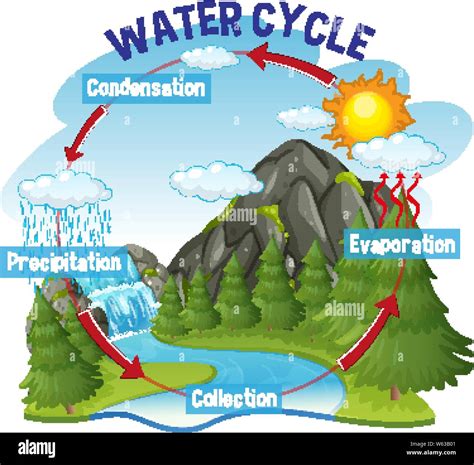 Water Cycle Process On Earth Scientific Illustration Stock Vector