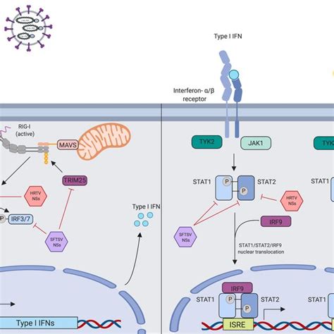 Adaptive Immune Response During Sftsv And Hrtv Infection The Humoral