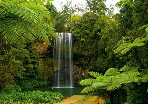 mural de papel tapiz de la selva cascada recursos hídricos paisaje