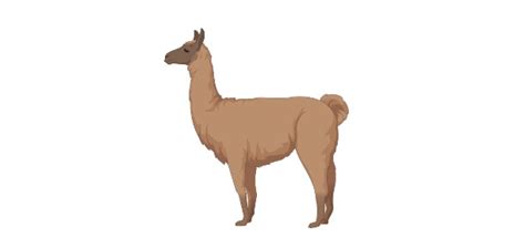 What is Vicuna? Habitat, Diet, Lifespan, & Facts I NotesBard