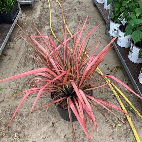 For Sale Phormium Plants Online Phormium Rainbow Maiden Delivery By