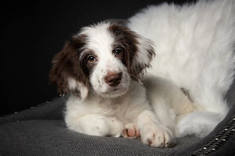 Border Collie Springer Spaniel Mix (Sprollie) Breed Facts ...