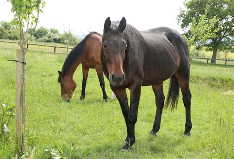 Metz Savez Vous Quelle Surface Est Appropri E Pour Un Cheval Au Pr