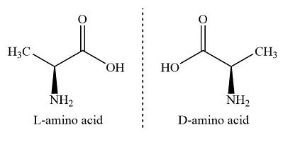 Stereoisomers Exist For Most Of The Amino Acids Found In Nature Which