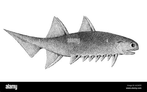 Ancient Spiny Shark, Acanthodii (Climatius reticulatus), drawing. Late Devonian, 380 mill. years ...