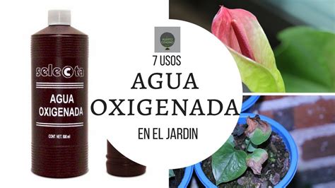 7 USOS UTILES DEL AGUA OXIGENADA EN LA JARDINERIA EL 4 SALVARÁ TU