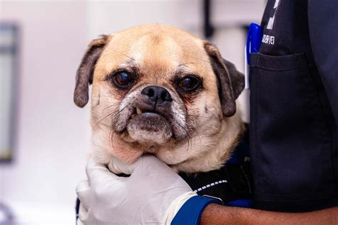 how to cure periodontal disease in dogs
