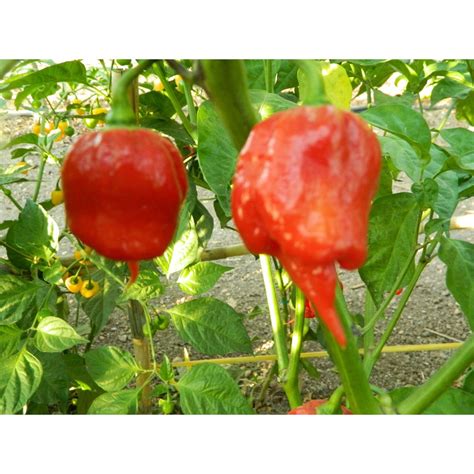 Naga Viper Chilli Seeds For Sale Naga Viper Pepper Seeds For Sale