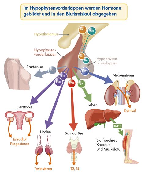 Hypothalamus Hypophysen Achse Acth