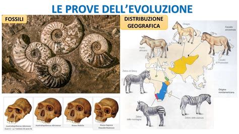 LE PROVE DELL EVOLUZIONE BIOLOGICA YouTube