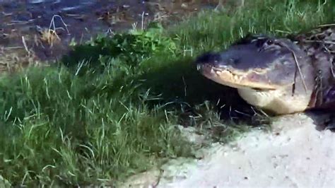 Un Cycliste Allemand Zigzague Entre Des Alligators En Floride Buzz