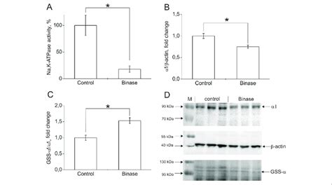 The Effect Of Binase On Na K Atpase In Kasumi Cells After H