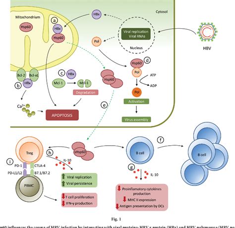 Figure From Functional Role Of Hsp As A Positive Regulator Of Human