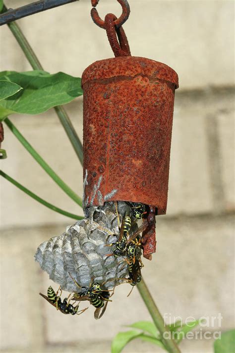 European Paper Wasp Nest Photograph by Judy Whitton