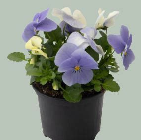 VIOLA Cornuta ADMIRE BLUE HEAVEN Muller Seeds