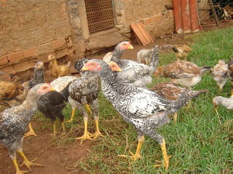 Ovos Galados De Galinhas De Alta Produ O E Ornamentais Indio Gigante