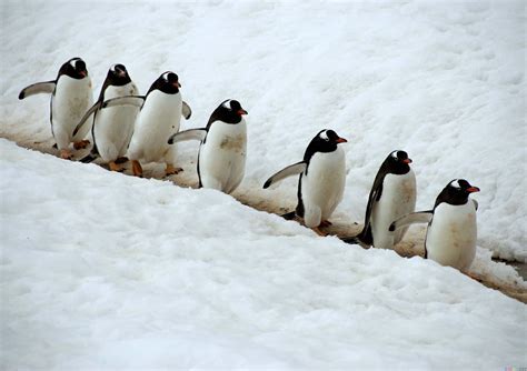 Download Baby Penguin Background | Wallpapers.com