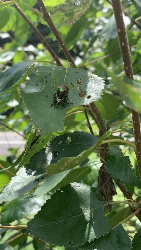 Japanese Beetle Infestation, I’m not sure what to do because the tree