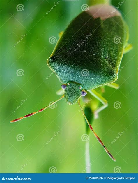 Nezara viridula stock image. Image of nezara, green - 220405937