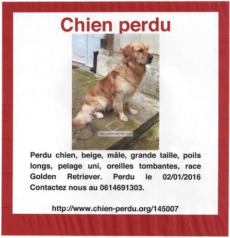 Chien Perdu Ville De Fleury Sur Orne