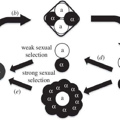 Experimental Cycle A Diploid Populations Grow B Sexual Download Scientific Diagram