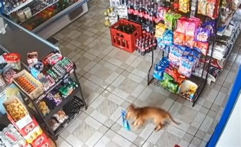 VÍDEO Cachorro é flagrado furtando salgadinho em mercado no Paraná