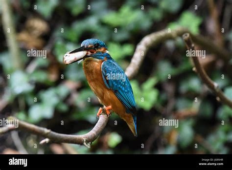 Kingfisher nest hi-res stock photography and images - Alamy