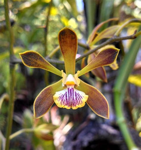 Plantfiles Pictures Orchid Encyclia Cindy Encyclia By Phylite