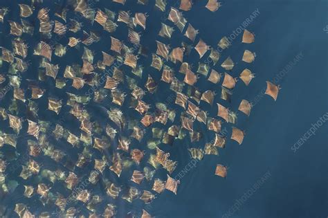 munks pygmy devil ray stock image  science photo library