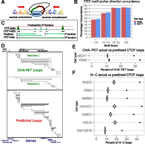 Predicting Ctcf Loops From Chip Seq Datasets A Model Of Ctcf Loops Download Scientific Diagram