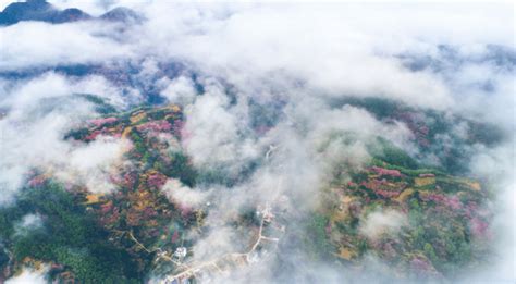 全省仅两个！歙县卖花渔村入选！盆景旅游乡村