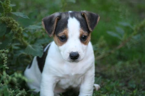 Chien Jack Russell Terrier Miss Des Crocs D Or De Pr