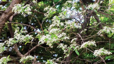 Ivory Wood Tree: A nature’s gift for making Channapatna toys - Star of ...