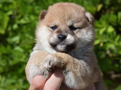 Mise La R Servation De Chiots Shiba Inu Roux Lof Petite Annonce Chien