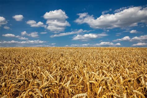 Campo De Trigo Bajo Cielo Azul Tema De Cosecha Rica Paisaje Rural Con