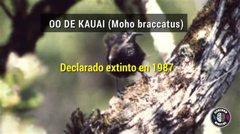 11 animales extintos por el hombre en los últimos 100 años YouTube