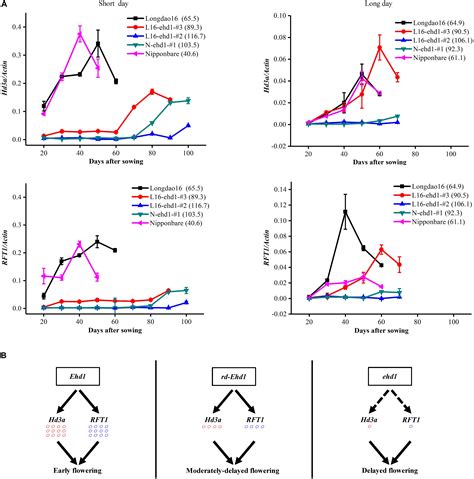 Frontiers In Frame And Frame Shift Editing Of The Ehd1 Gene To