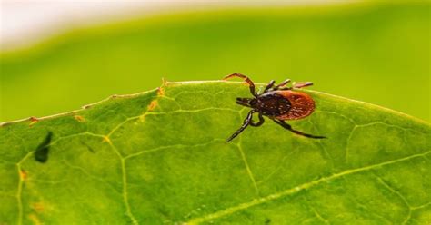 How To Avoid Ticks While Camping 8 Proven Tips