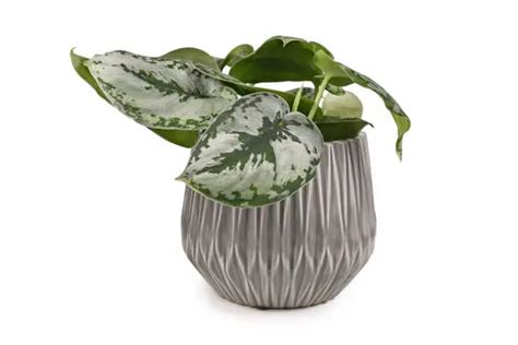 Satin Pothos Propagation Care And Benefits The Gardening