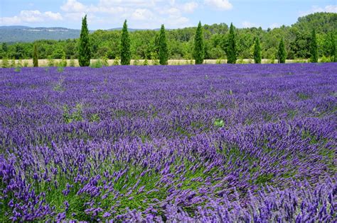 Wallpaper ID: 882523 / flowerbed, cottage garden, flower, lavender ...