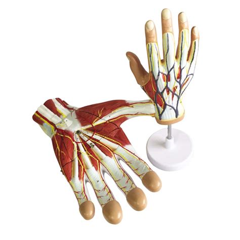 Human Hand Anatomy Model Set - Realityworks