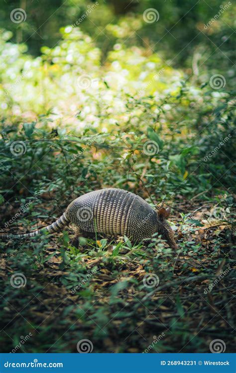 Disparo Vertical De Un Armadillo En Un Bosque Verde Y Exuberante Imagen De Archivo Imagen De